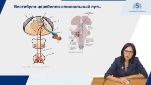 2.3 Проводящий путь вестибулярного анализатора и слухового анализатора. Марина Валентиновна Оганеся