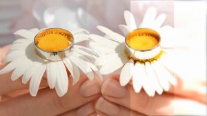 Лепестки ромашки