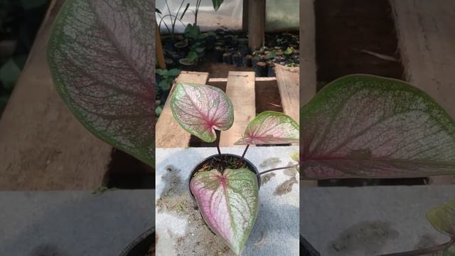 Lelang Kaladium murah / Caladium Hybrid (Rp 30.000) смотреть онлайн