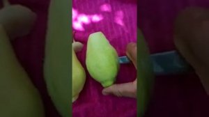 Обзор груши "Санта-Мария"
