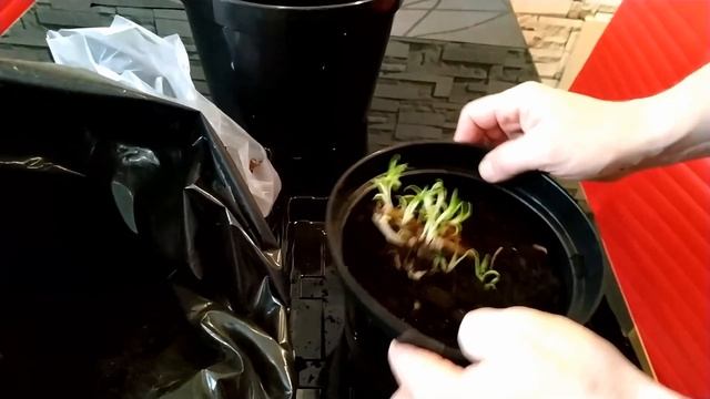 Гипсофила метельчатая Фламинго, петуния Млечный путь (16.02.2019) смотреть онлайн