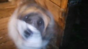 Утка в казане на костре. Утка томленая в томатах. | ПАПА В ДЕЛЕ