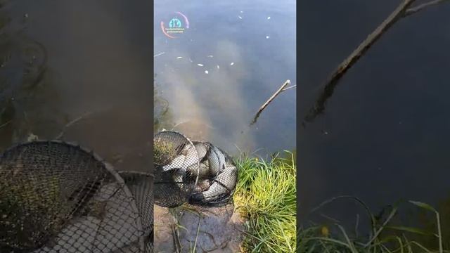 Рыбалка на р.Десна (Заречье) #рыбалка #рыболовтроицк #daiwa #fishing #Троицк #поймалотпусти