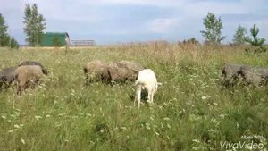 Романовская порода овец - былая гордость России.