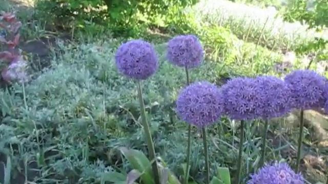 Аллиум (декоративный лук) «Амбассадор» (Ambassador) – изысканное растение с высотой от 0,9 до 1 м. смотреть онлайн