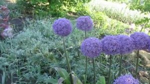 Аллиум (декоративный лук) «Амбассадор» (Ambassador) – изысканное растение с высотой от 0,9 до 1 м.