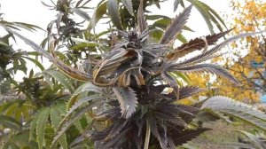 Конопля после первых заморозков