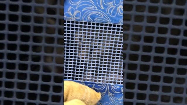 Как справится с таким ? #помощьживотным #cat #животные #animal