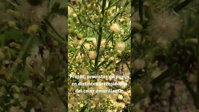 Coniza sumatrensis, es una planta herbácea, con muchas flores y semillas volubles. #asteraceae смотреть онлайн