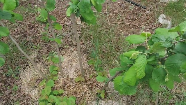 Перепрививка старых кустов фундука новыми сортами.