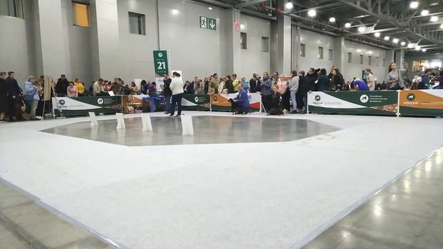 Россия 2022, Кубок РКФ, Кубок Москвы 2022 - 27.11.2022, ринг немецких пинчеров смотреть онлайн