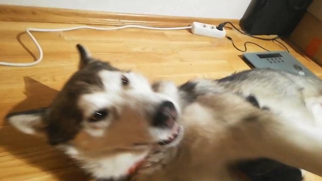 Как вычесывать собаку перчаткой для шерсти смотреть онлайн