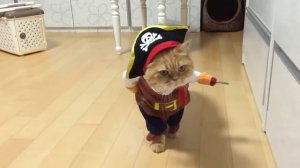 Костюм пирата для кота
