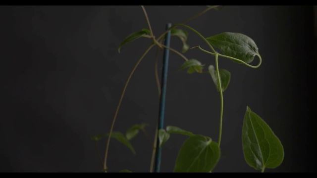 Clematis The president(2018) смотреть онлайн