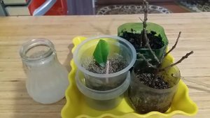 Как размножить облепиху 22 02 19г Часть 1 How to propagate sea buckthorn