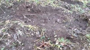 Нашел не битое место,это мечта любого копаря! #коп2019 #копмонет #леснойдом #шурф