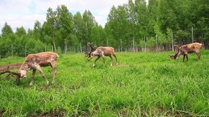 Северные лесные олени в Керженском заповеднике