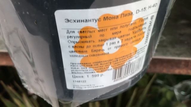 Новый завоз цветов в Оби!