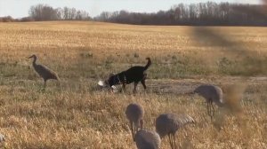 ЖУРАВЛИ - Охота на журавлей - Виктор Аксакал