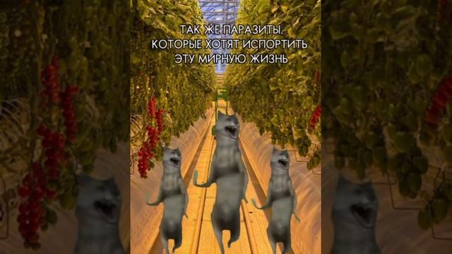 Томатный драйв