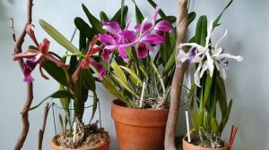 Цветение Лаелий.(Laelia purpurata, Laelia tenebrosa)