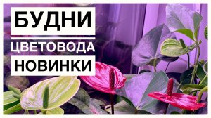 Будни цветовода _ Помыла антуриумы _ новинки _ 21.09.2022г..mp4