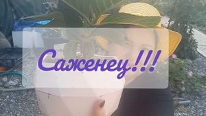 Черенки и саженцы гортензии. Какие можно посадить в открытый грунт, а какие нет.