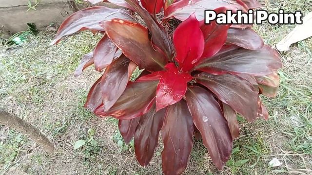 Vlog EP 06 l Beautiful Cordyline Fruticosa Review In My Garden l Pakhi Point смотреть онлайн