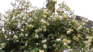 David Austin Malvern Hills Rose