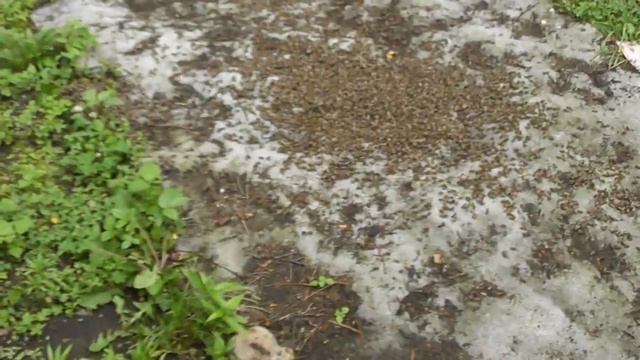 Как спасти СЕМЬЮ ТРУТОВКУ! Что делать если улей перешел в трутовку! смотреть онлайн