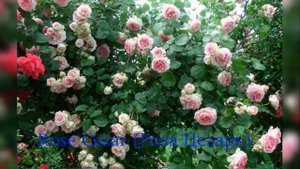 Rose Cesar (Роза Цезарь)