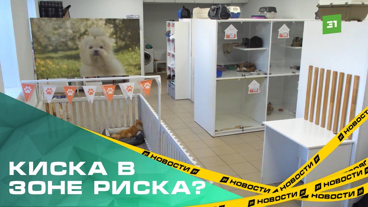 Почему кинологи выступают против отелей для животных?