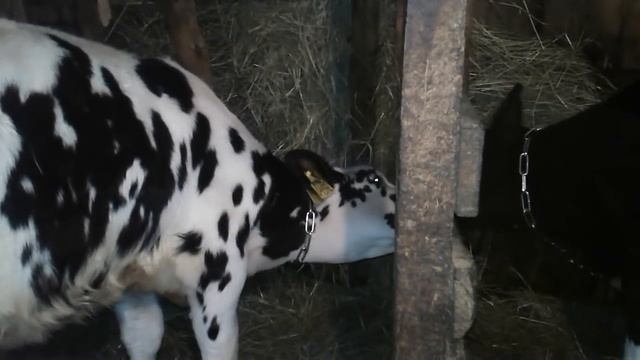 Мои голштинские бычки и проблемы с ними! смотреть онлайн
