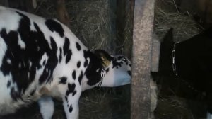 Мои голштинские бычки и проблемы с ними!