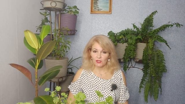 Самые неприхотливые цветы для клумбы