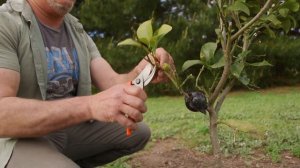 Update On Air Layering Citrus Tree