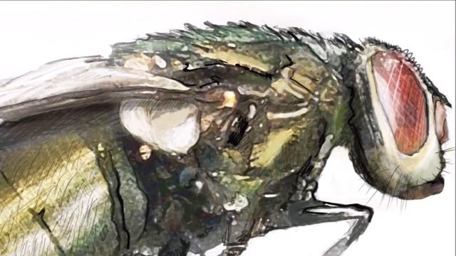 Почему муху так нелегко прихлопнуть? (эволюция или сотворение) смотреть онлайн