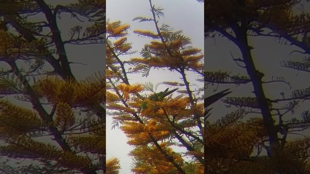 Ararinha (Diopsittaca nobilis) em flores de grevílea robusta (Grevillea robusta).