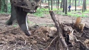 Удаление пней