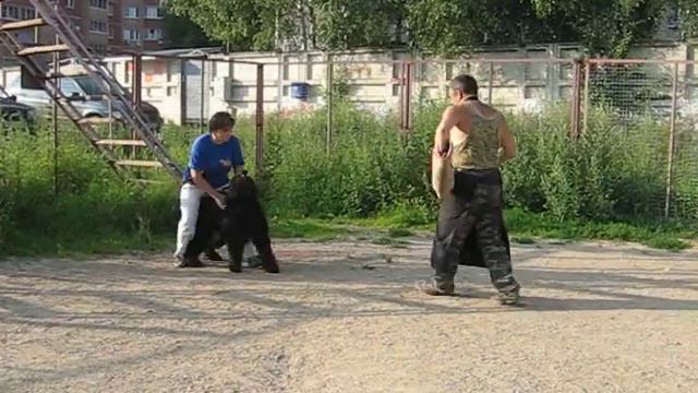 Фиалка ЗКС смотреть онлайн