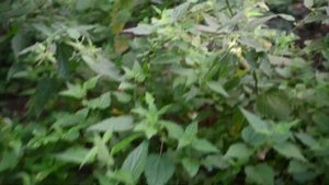 Усадьба Пехра Яковлевское. Подмосковье. Балашиха. 4к видео.