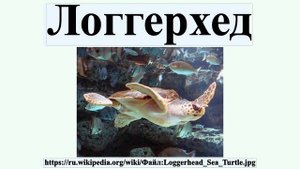 Логгерхед