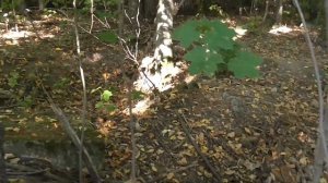 Вырыты все могилы на старинном кладбище. Кто и зачем?