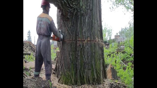 Валка большого тополя смотреть онлайн