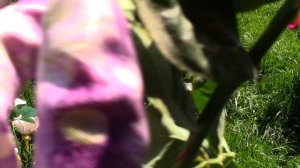 Розы. Уход и обрезка после первого цветения