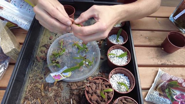 Orchideensubstrate im Vergleich - welches ist das beste? смотреть онлайн