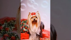 Хорошие имена для собак девочек и мальчиков разных размеров ❗ ??