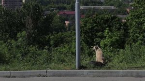 На улице Нейбута во Владивостоке состоялся отлов бездомных собак.