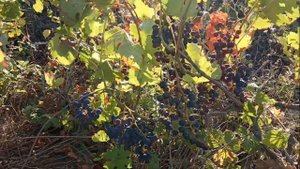 #Анапа Заброшенный виноградник