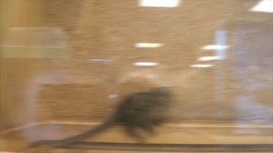 ВЛОГ Йошкар-Ола